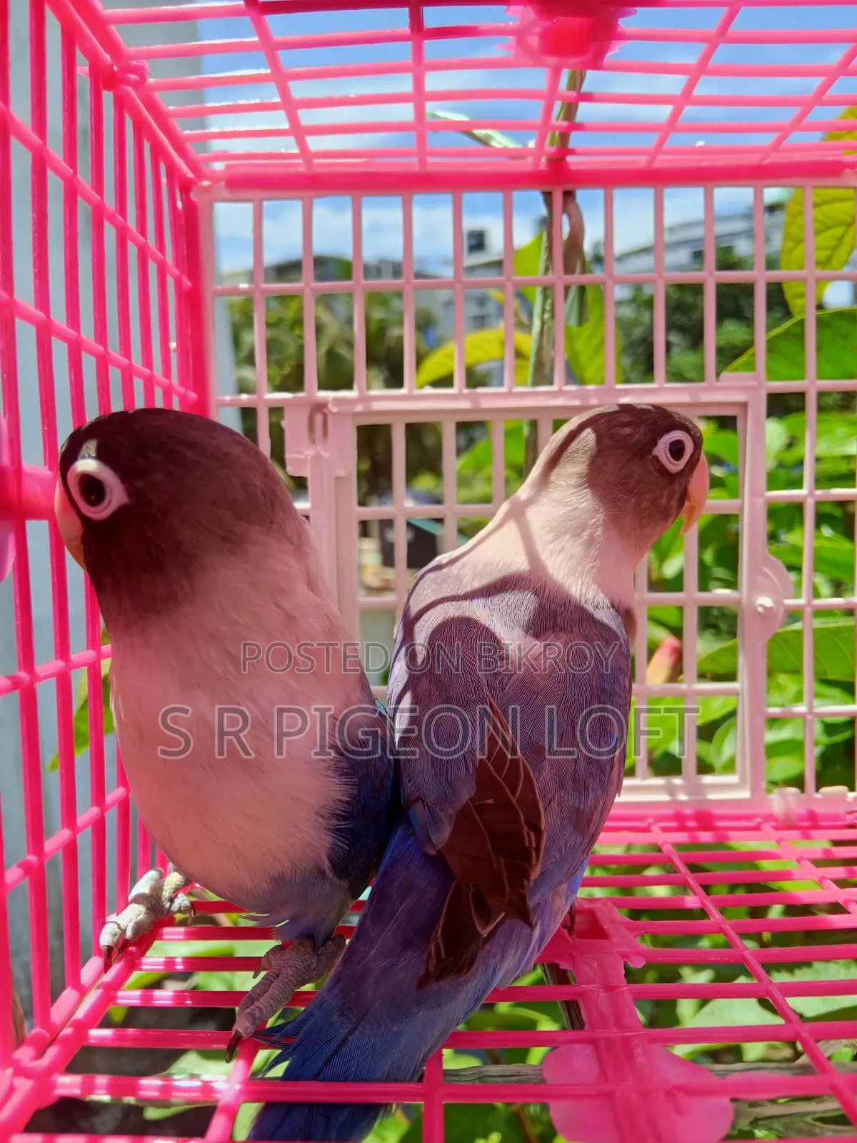 ব্লু মাস্ক লাভবার্ড