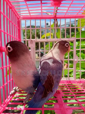 ব্লু মাস্ক লাভবার্ড