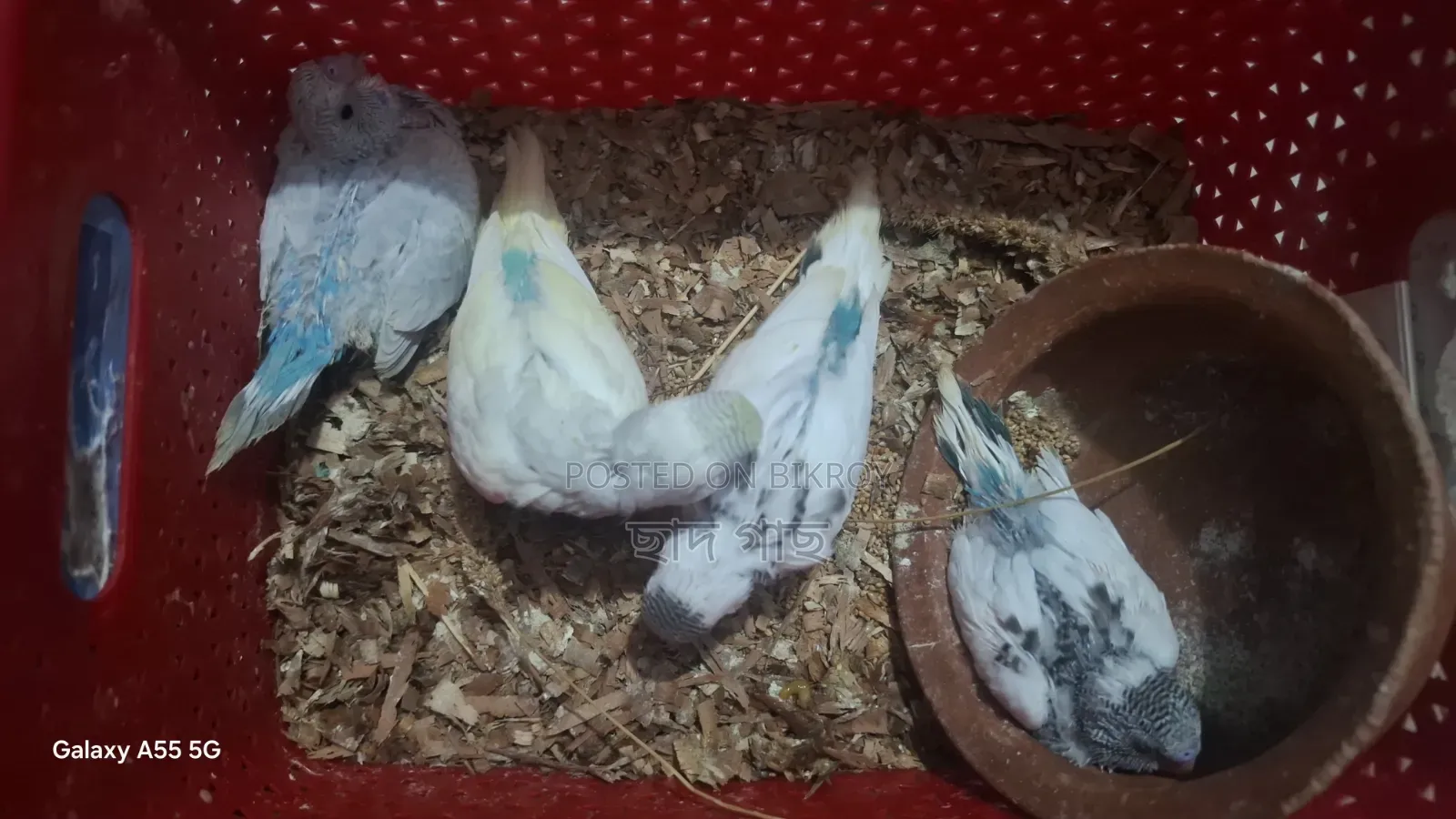 পাইপড বাজরিগার পাখির বাচ্চা বিক্রয়ের জন্য