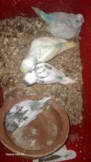 পাইপড বাজরিগার পাখির বাচ্চা বিক্রয়ের জন্য
