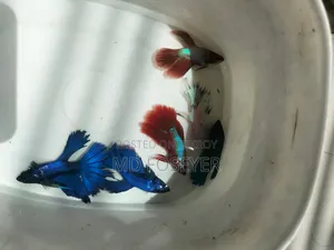 হাপমুন,রোজটেল ডাম্বু ইয়ার বেট্টা