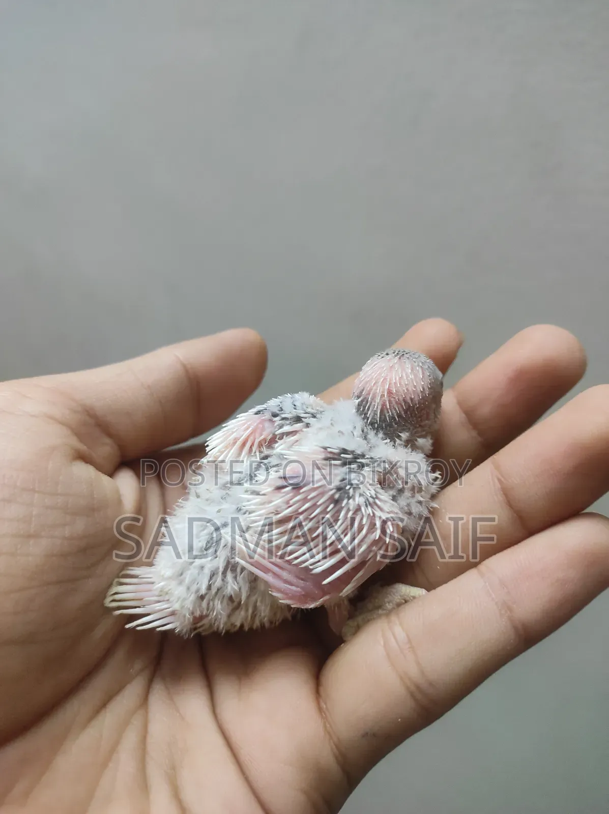 Handtame Bajigar Baby