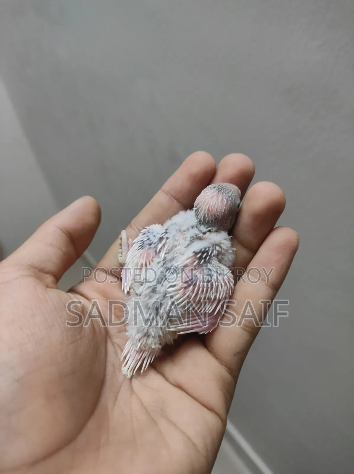 Handtame Bajigar Baby