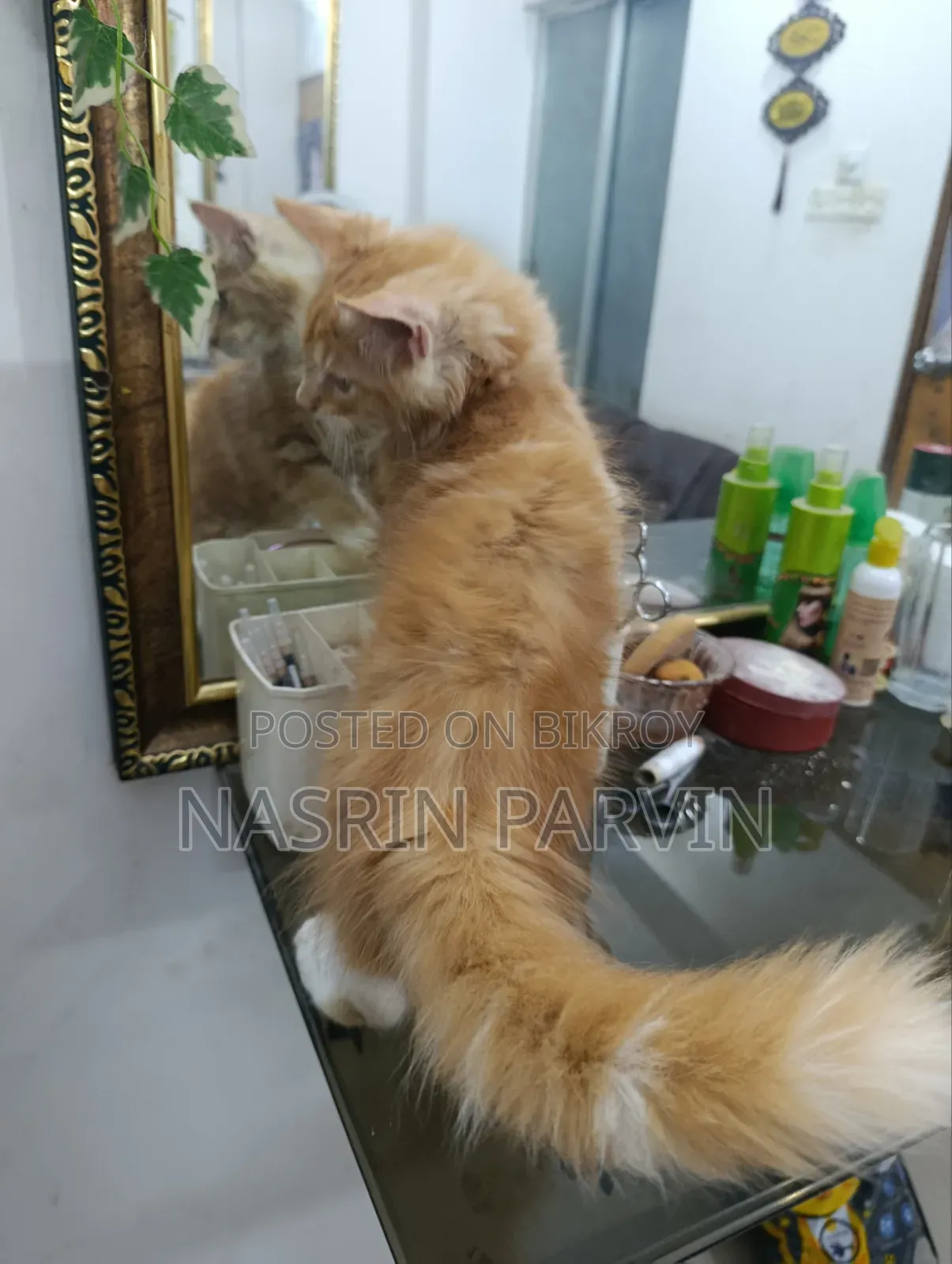 ১-৩ মাসের মেইন কুন খাঁটি জাতের মাদী বিড়ালছানা