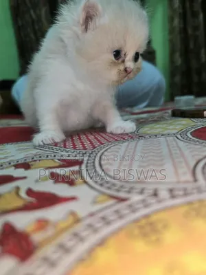 ০-১ মাস বয়সী পুরুষ খাঁটি পার্সিয়ান