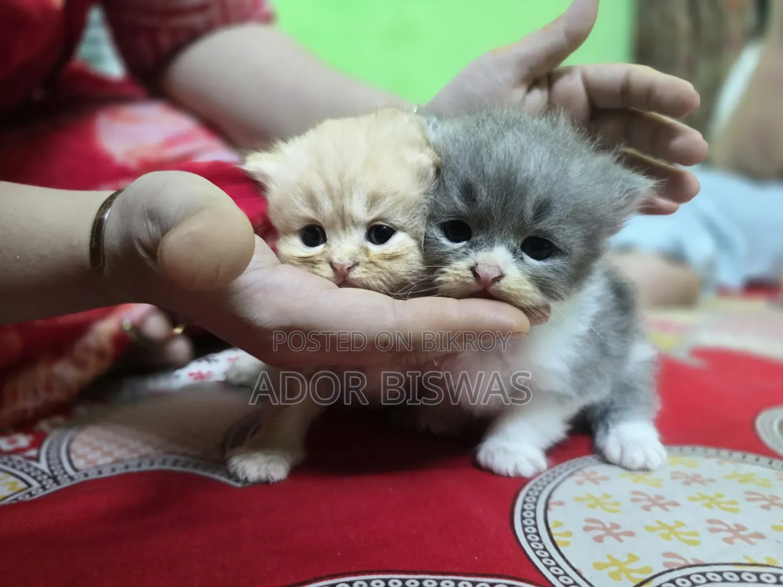 ০-১ মাস বয়সী ফিমেল পিওরব্রেড পার্সিয়ান