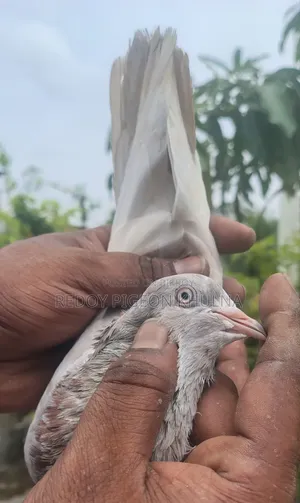 Lakha Female