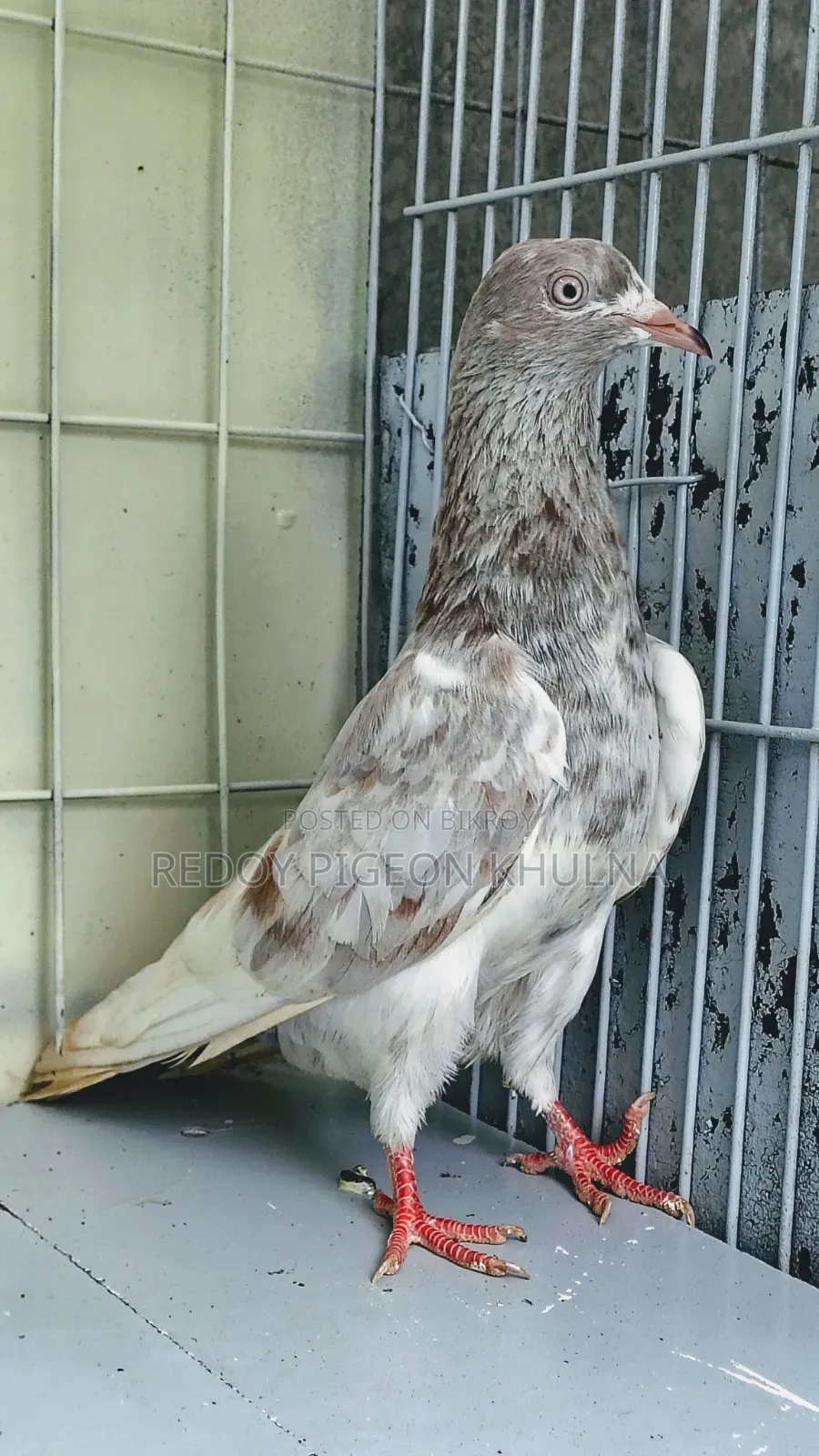 Lakha Female