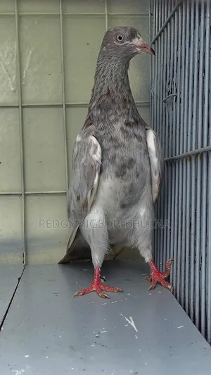 Lakha Female