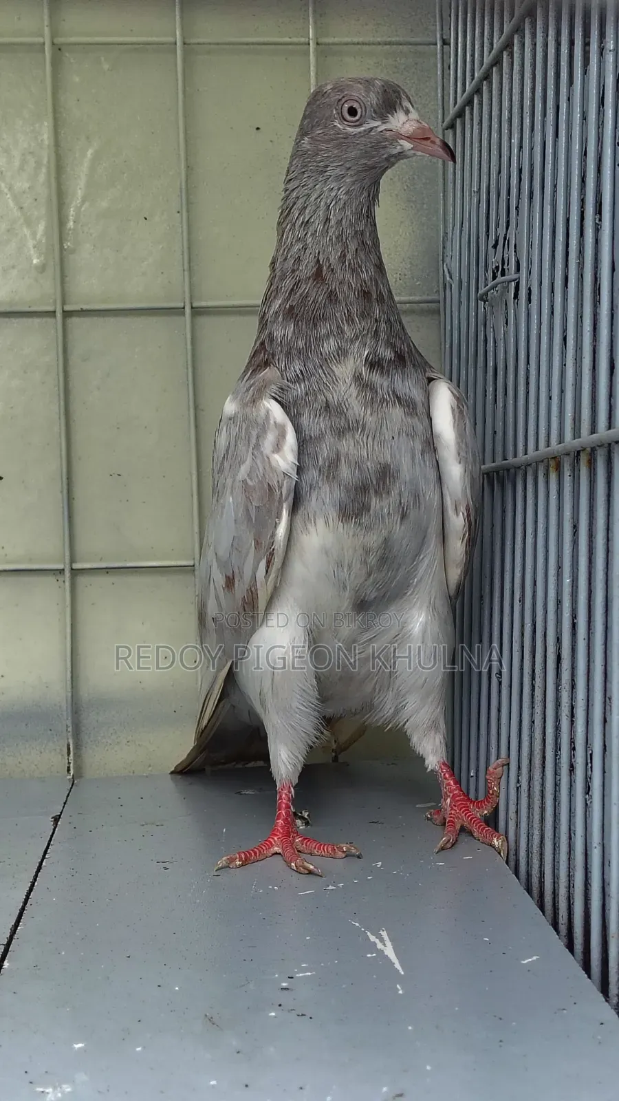 Lakha Female