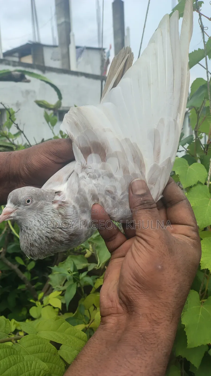 Lakha Female