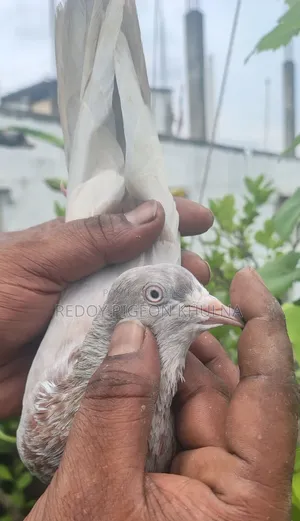 Lakha Female