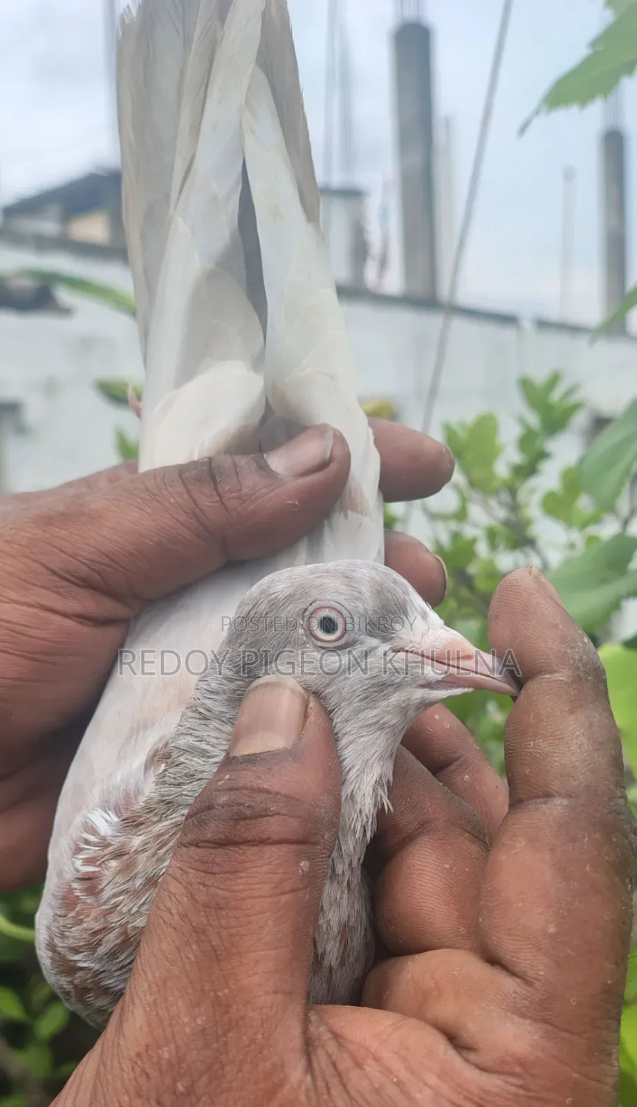 Lakha Female