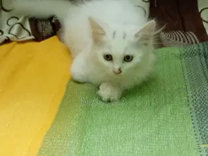 ১-৩ মাস বয়সী ফিমেল মিক্সড ব্রিড পারসিয়ান