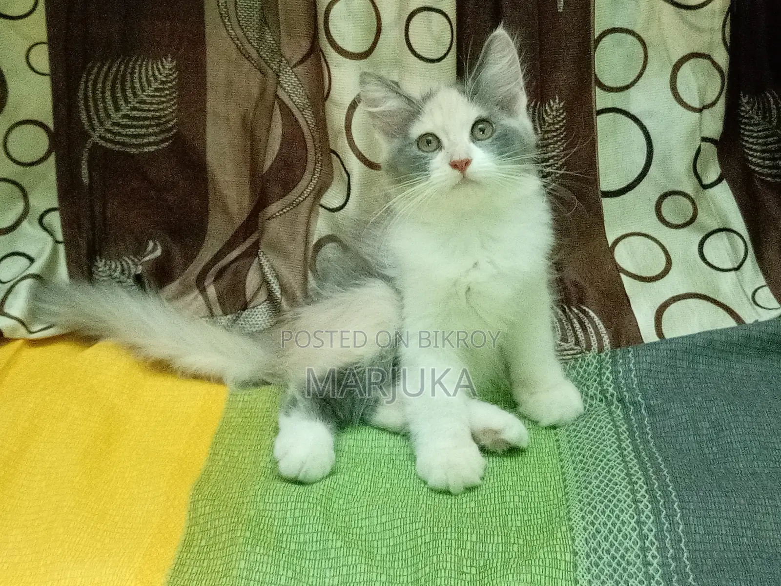 ১-৩ মাস বয়সী ফিমেল মিক্সড ব্রিড পারসিয়ান