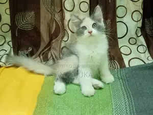 ১-৩ মাস বয়সী ফিমেল মিক্সড ব্রিড পারসিয়ান