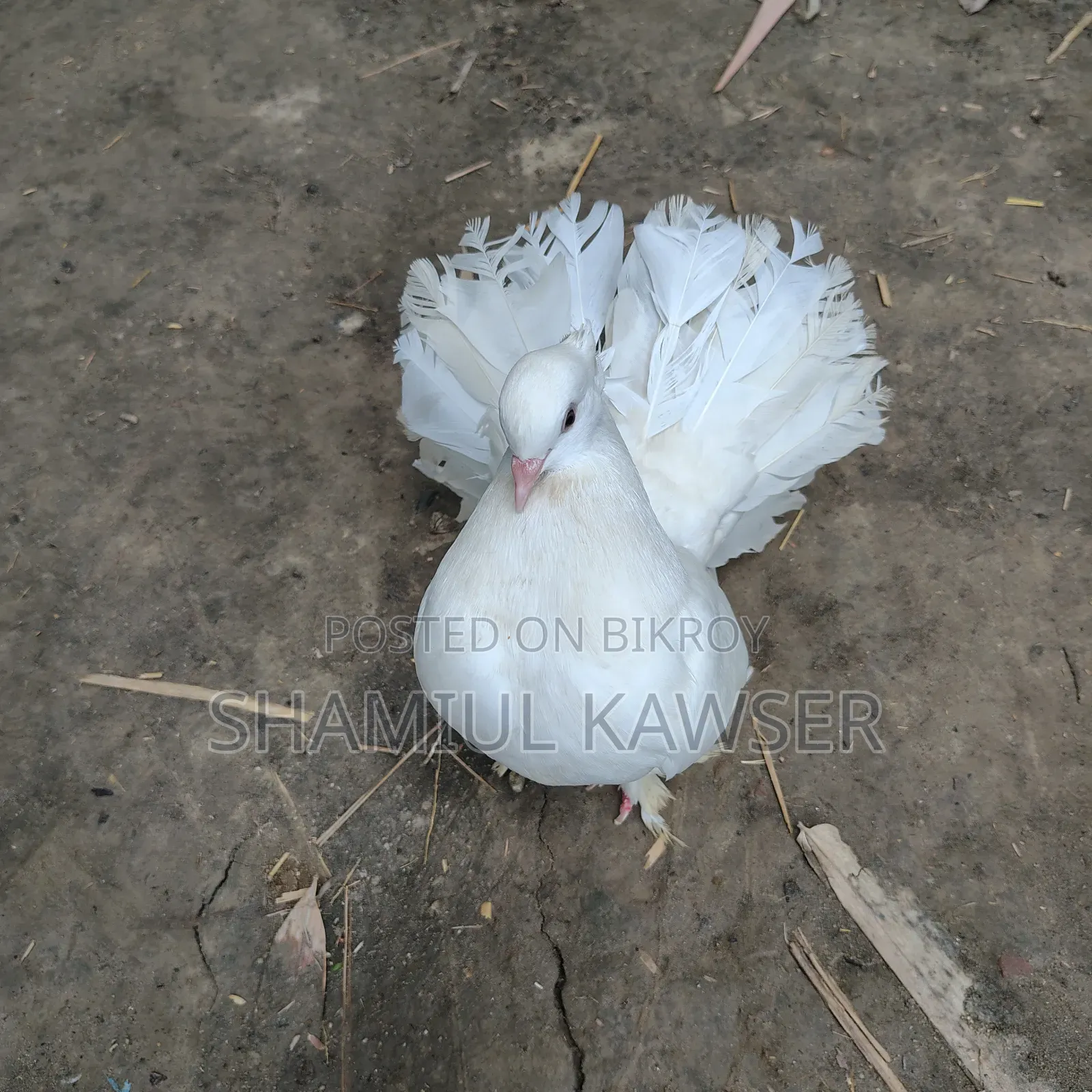 Lakha Pigeon