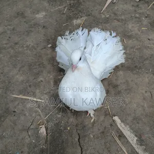 Lakha Pigeon