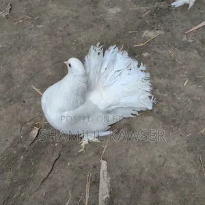 Lakha Pigeon