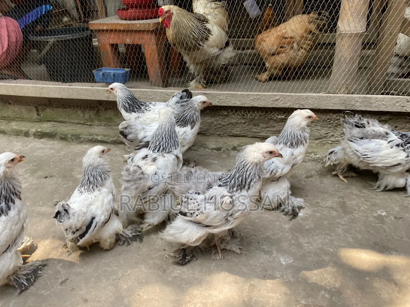 Brahma Chicken Large Chicks