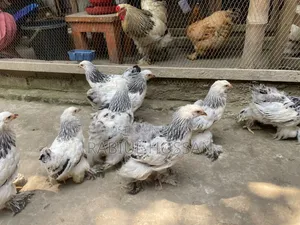 Brahma Chicken Large Chicks