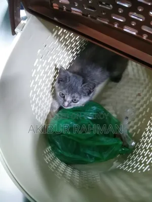 ৬-১২ মাসের ফিমেল মিক্সড ব্রিড পার্সিয়ান