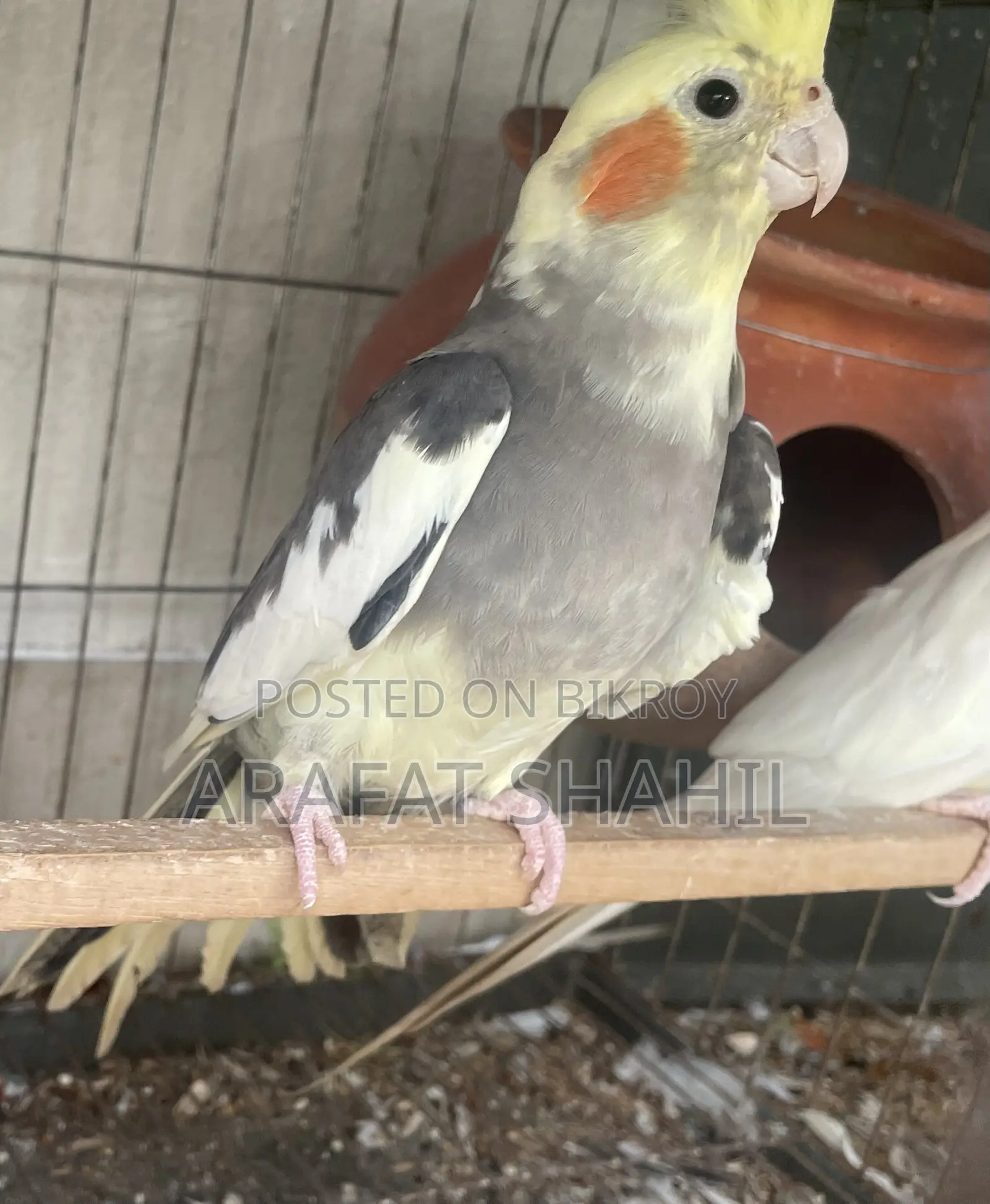 ককাটেল পুরুষ