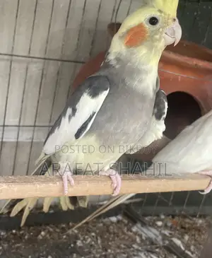ককাটেল পুরুষ