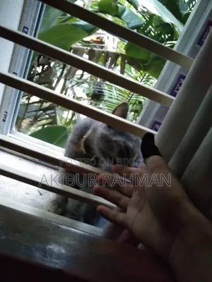৬-১২ মাসের ফিমেল মিক্সড ব্রিড পার্সিয়ান