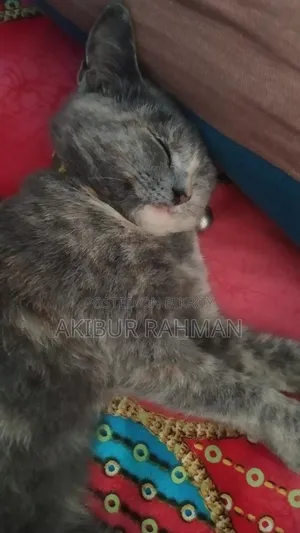 ৬-১২ মাসের ফিমেল মিক্সড ব্রিড পার্সিয়ান