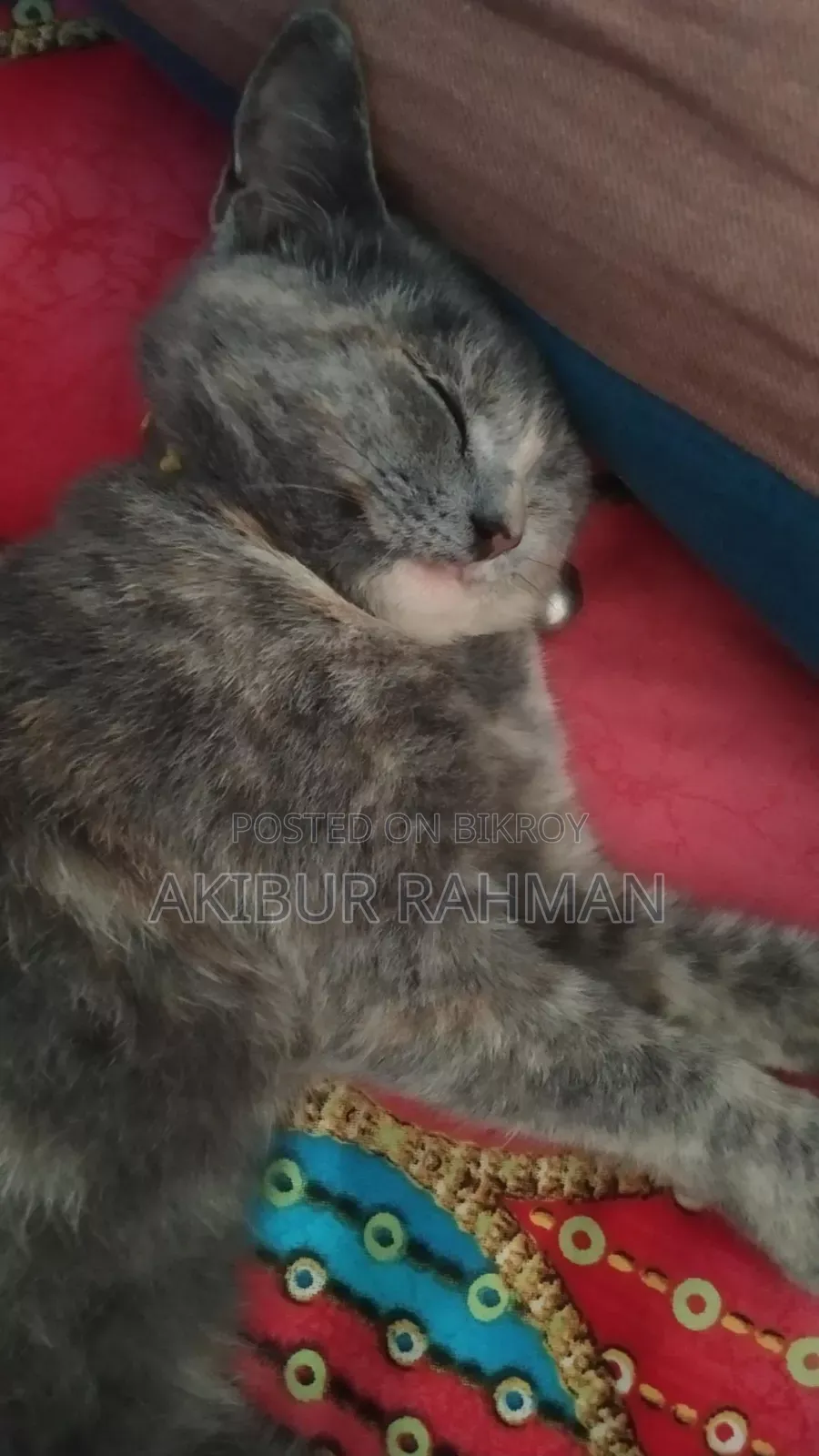 ৬-১২ মাসের ফিমেল মিক্সড ব্রিড পার্সিয়ান