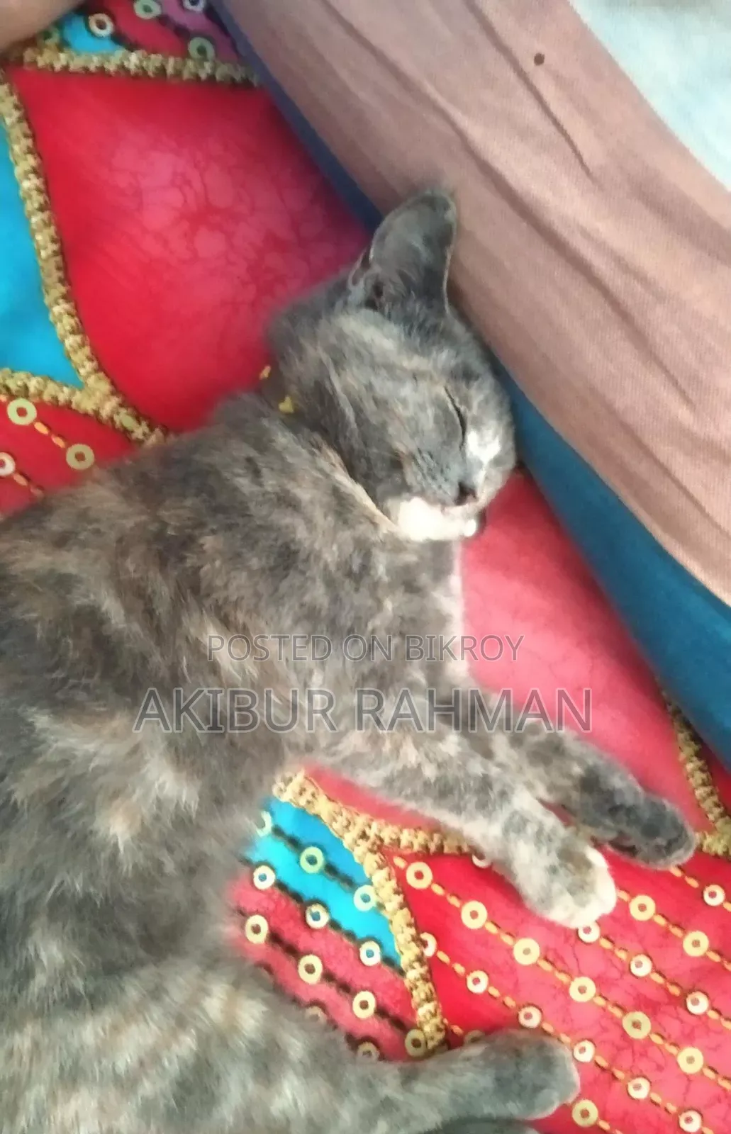 ৬-১২ মাসের ফিমেল মিক্সড ব্রিড পার্সিয়ান