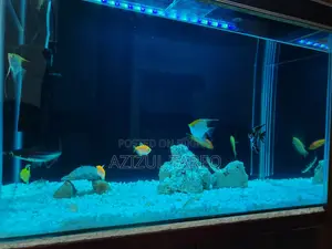 Crystal Glass Big Size Aquarium with fish