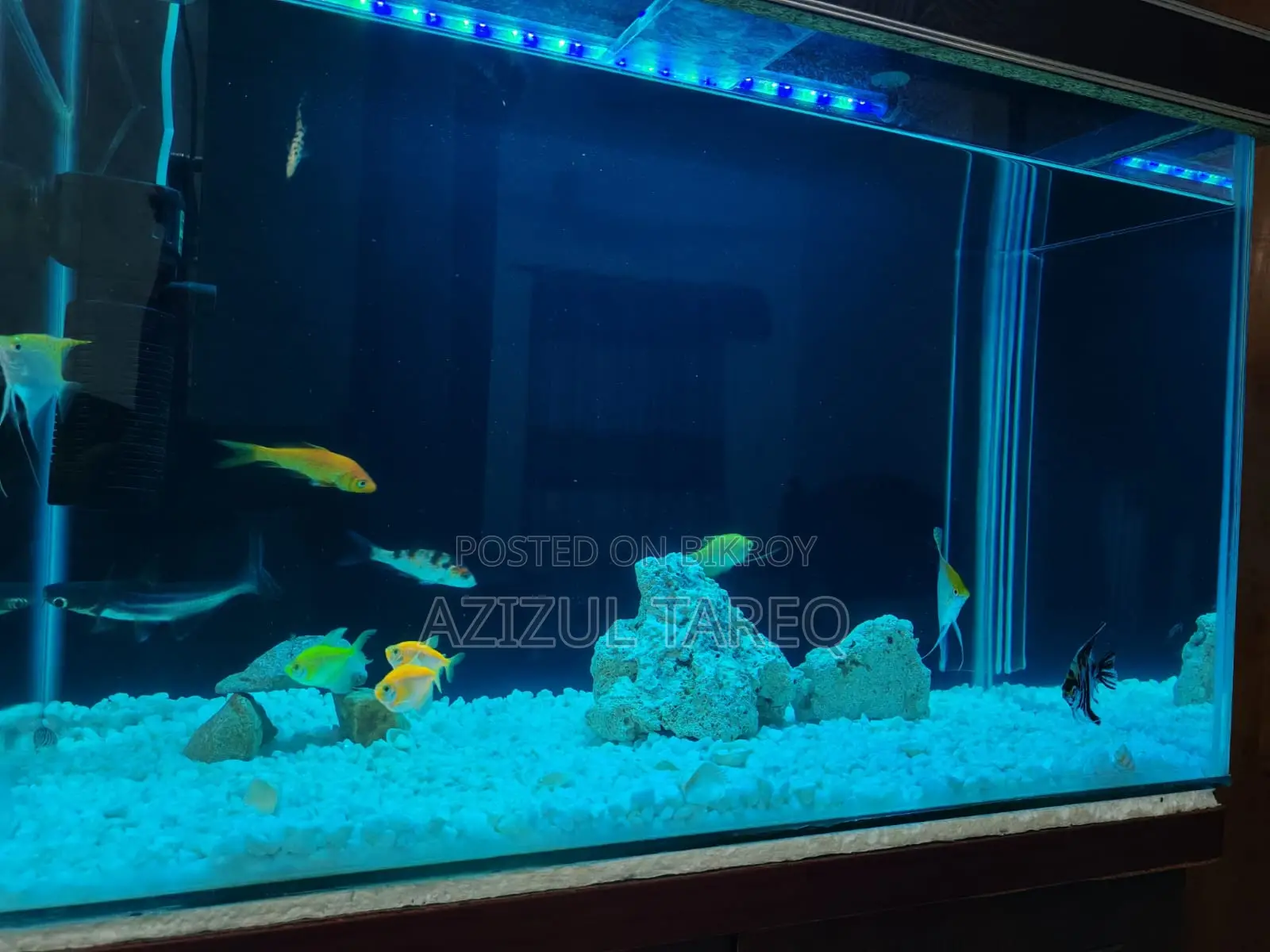 Crystal Glass Big Size Aquarium with fish
