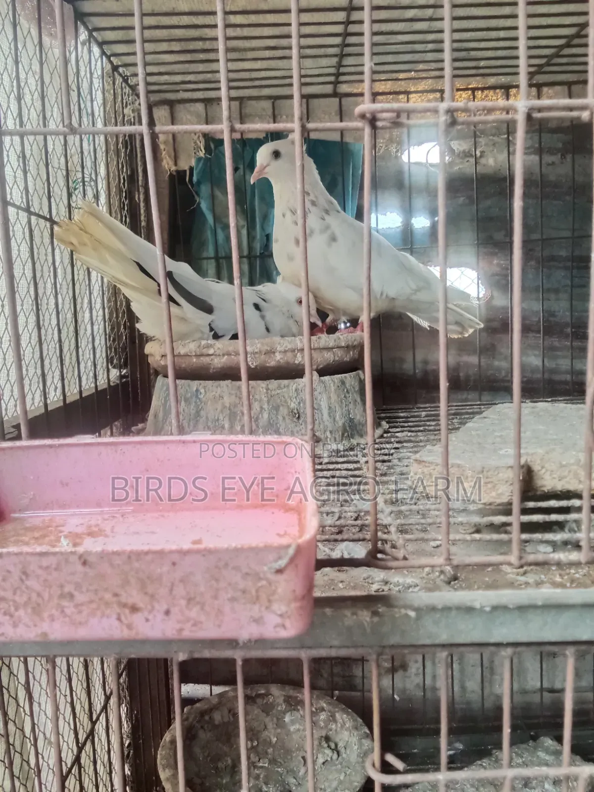 Mashallah Pigeon Sale