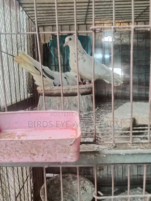 Mashallah Pigeon Sale