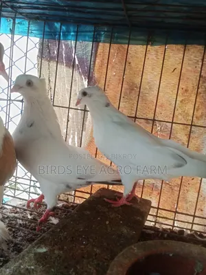 Mashallah Pigeon Sale