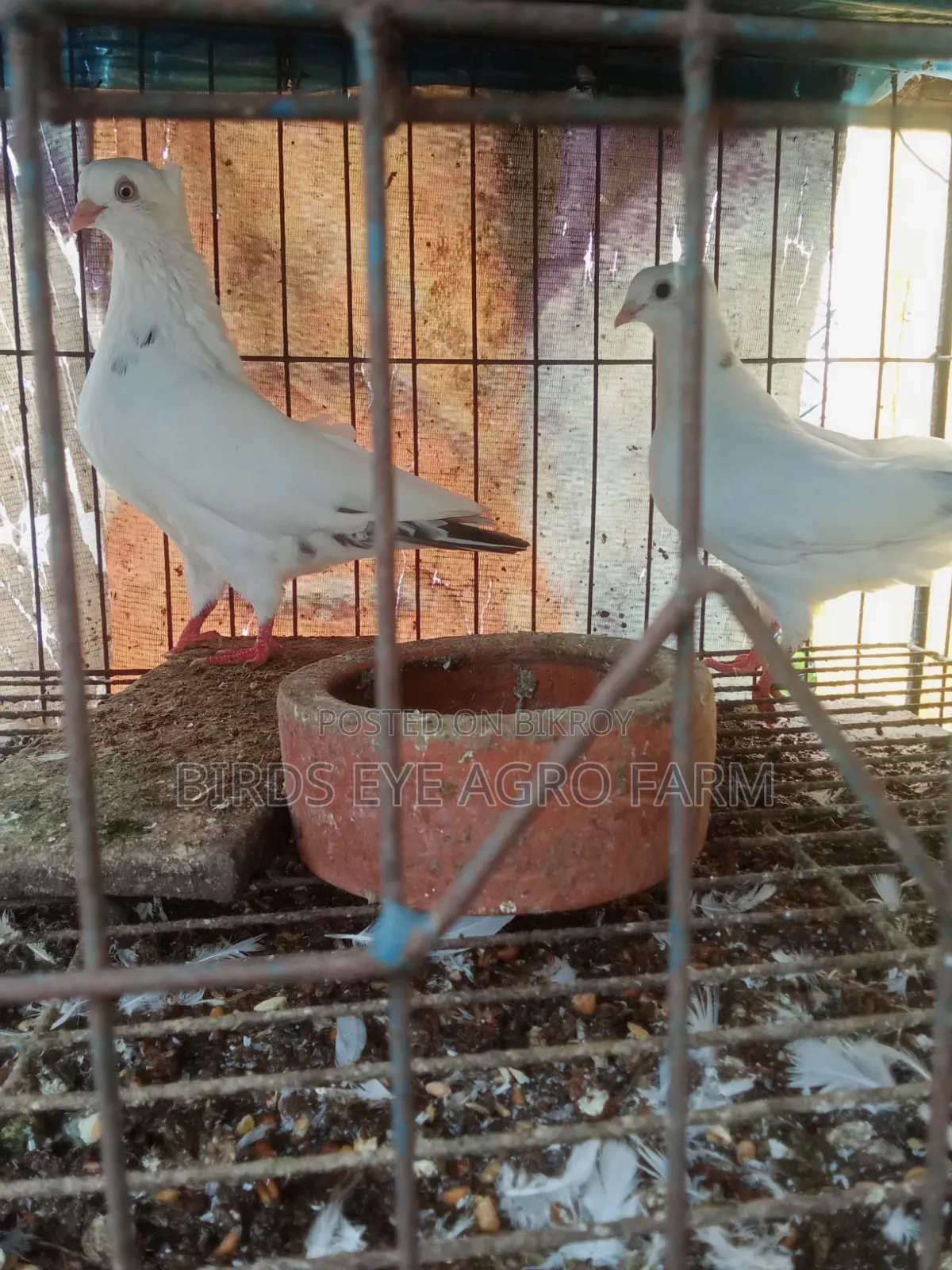 Mashallah Pigeon Sale