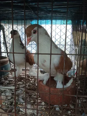 Mashallah Pigeon Sale