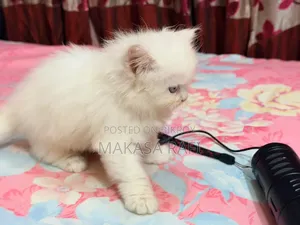 ১-৩ মাস বয়সী স্ত্রী খাঁটি জাতের পার্সিয়ান