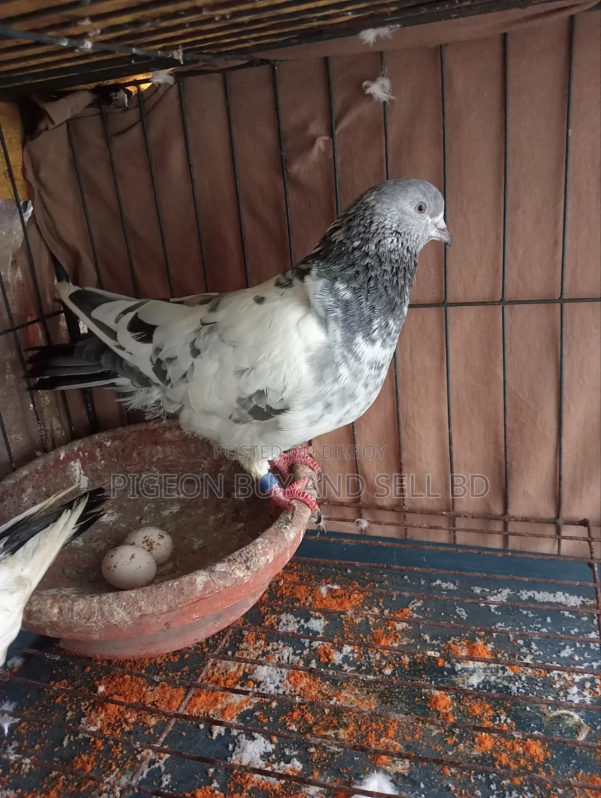 ***Masha-Allah this big size male pigeon will be sold***