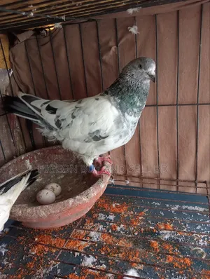 ***Masha-Allah this big size male pigeon will be sold***