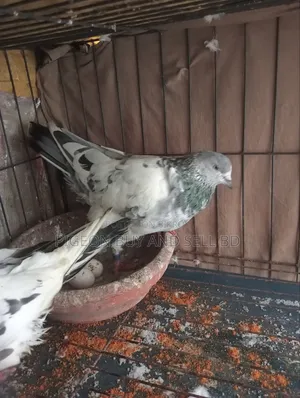 ***Masha-Allah this big size male pigeon will be sold***