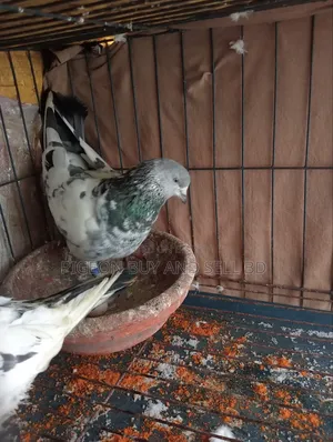 ***Masha-Allah this big size male pigeon will be sold***