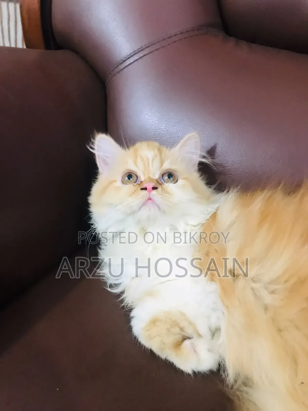 ১-৩ মাস বয়সী মেল পিওরব্রেড পার্সিয়ান