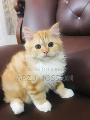 ১-৩ মাস বয়সী মেল পিওরব্রেড পার্সিয়ান