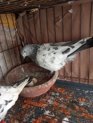 ***Masha-Allah this big size male pigeon will be sold***