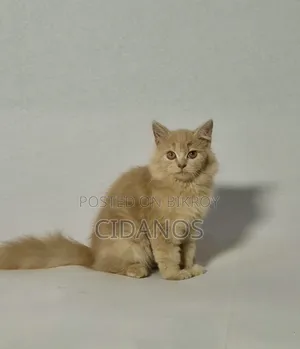 ১-৩ মাসের ফিমেল পিউরব্রেড পার্সিয়ান