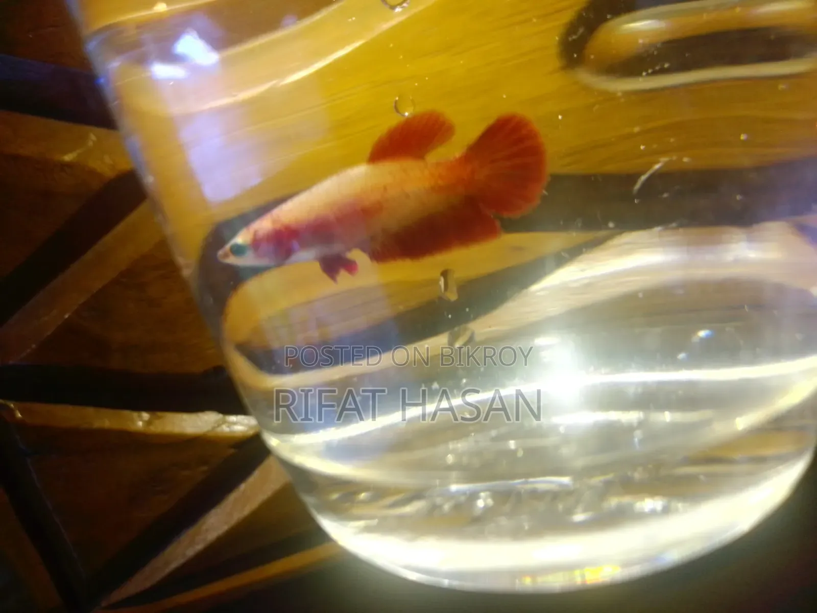 Betta Fish Adult