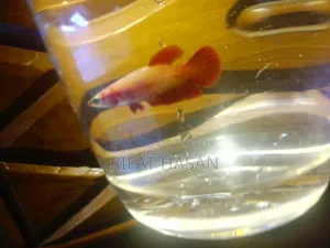 Betta Fish Adult